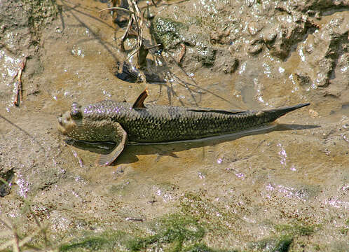 Слика од Periophthalmodon freycineti (Quoy & Gaimard 1824)