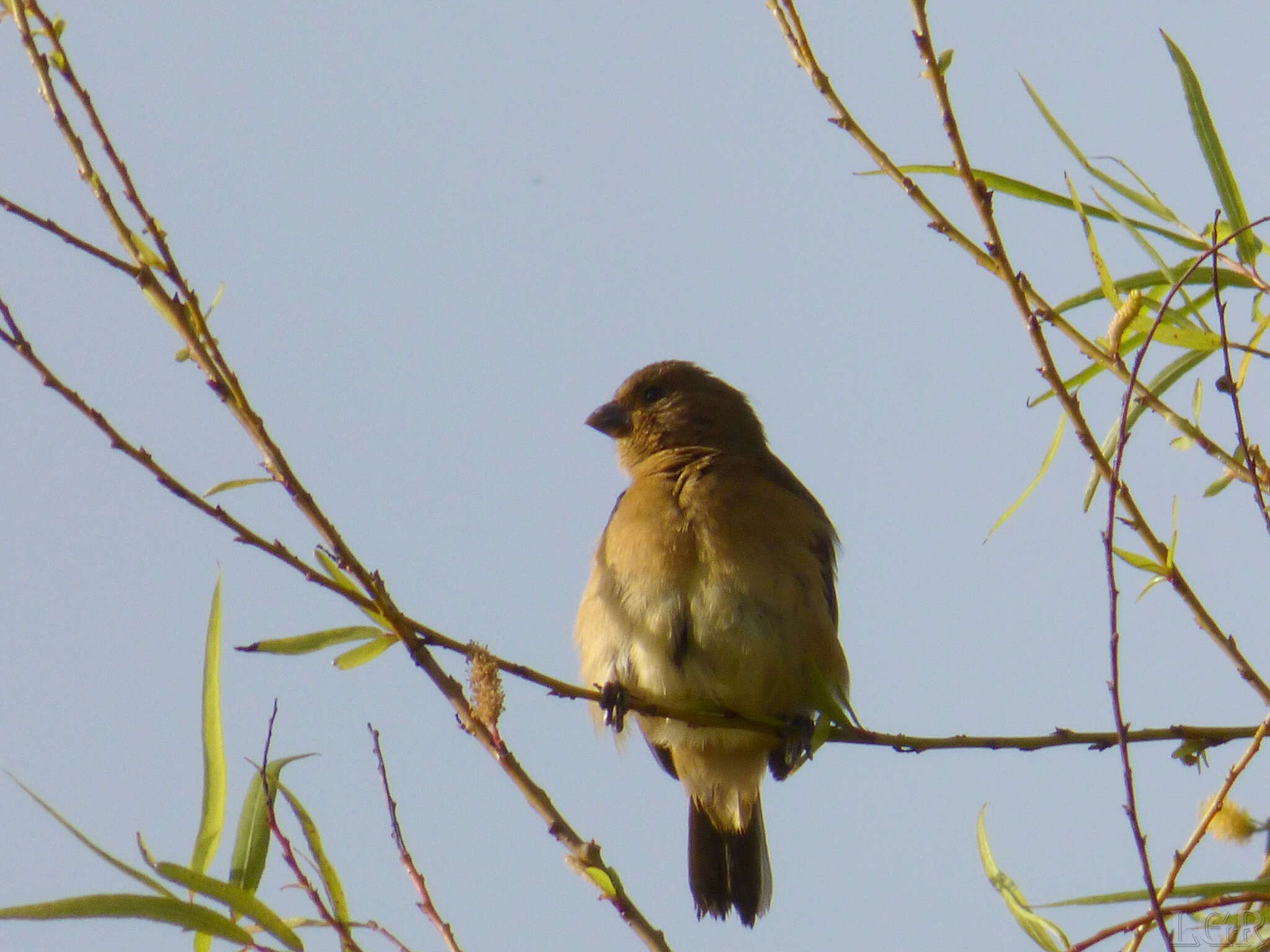 Image of Yellow-bellied Seedeater