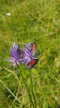 Image of Zygaena purpuralis Brünnich 1763