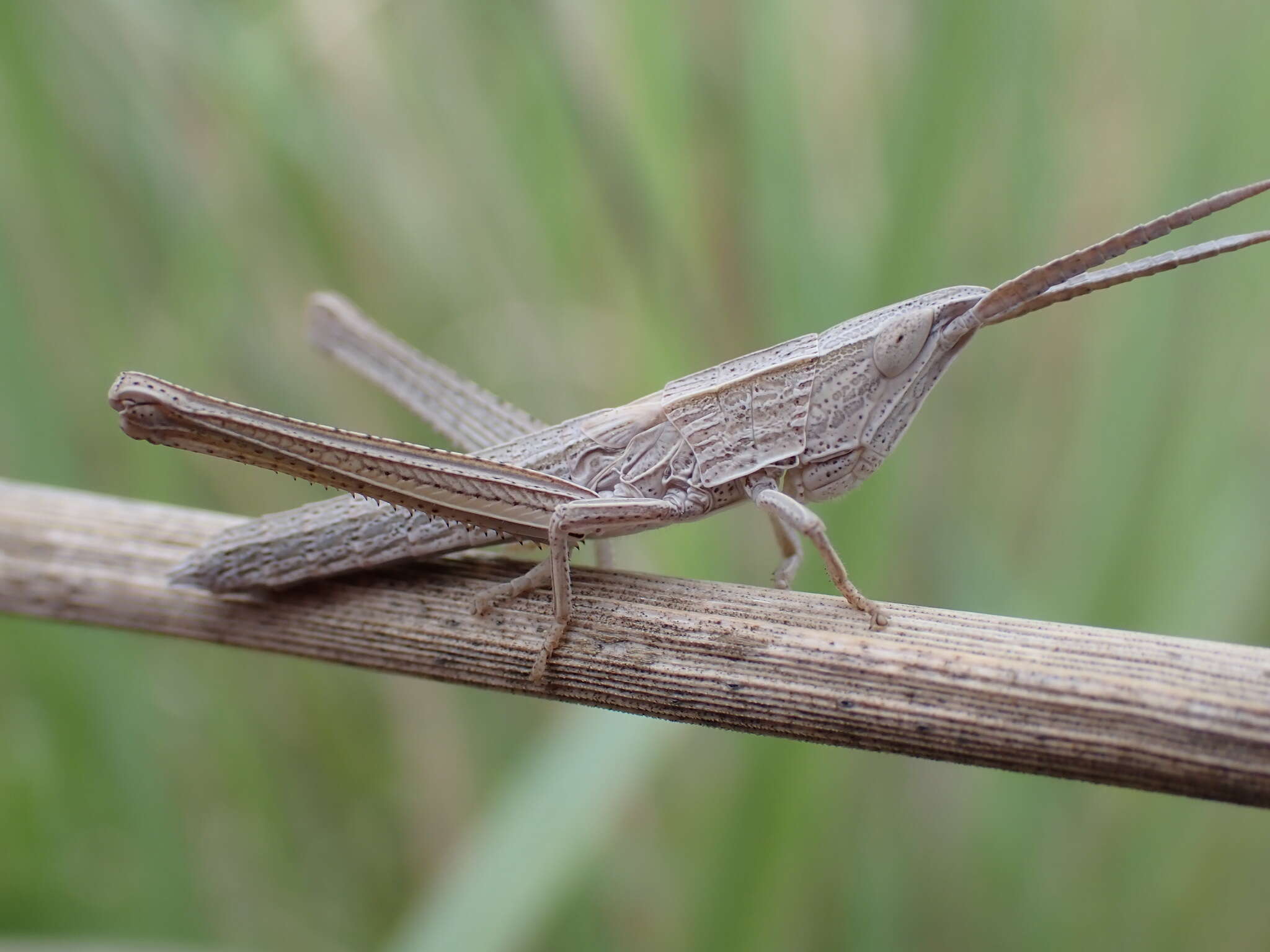 Pseudopomala brachyptera (Scudder & S. H. 1862)的圖片