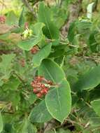 Image of limber honeysuckle