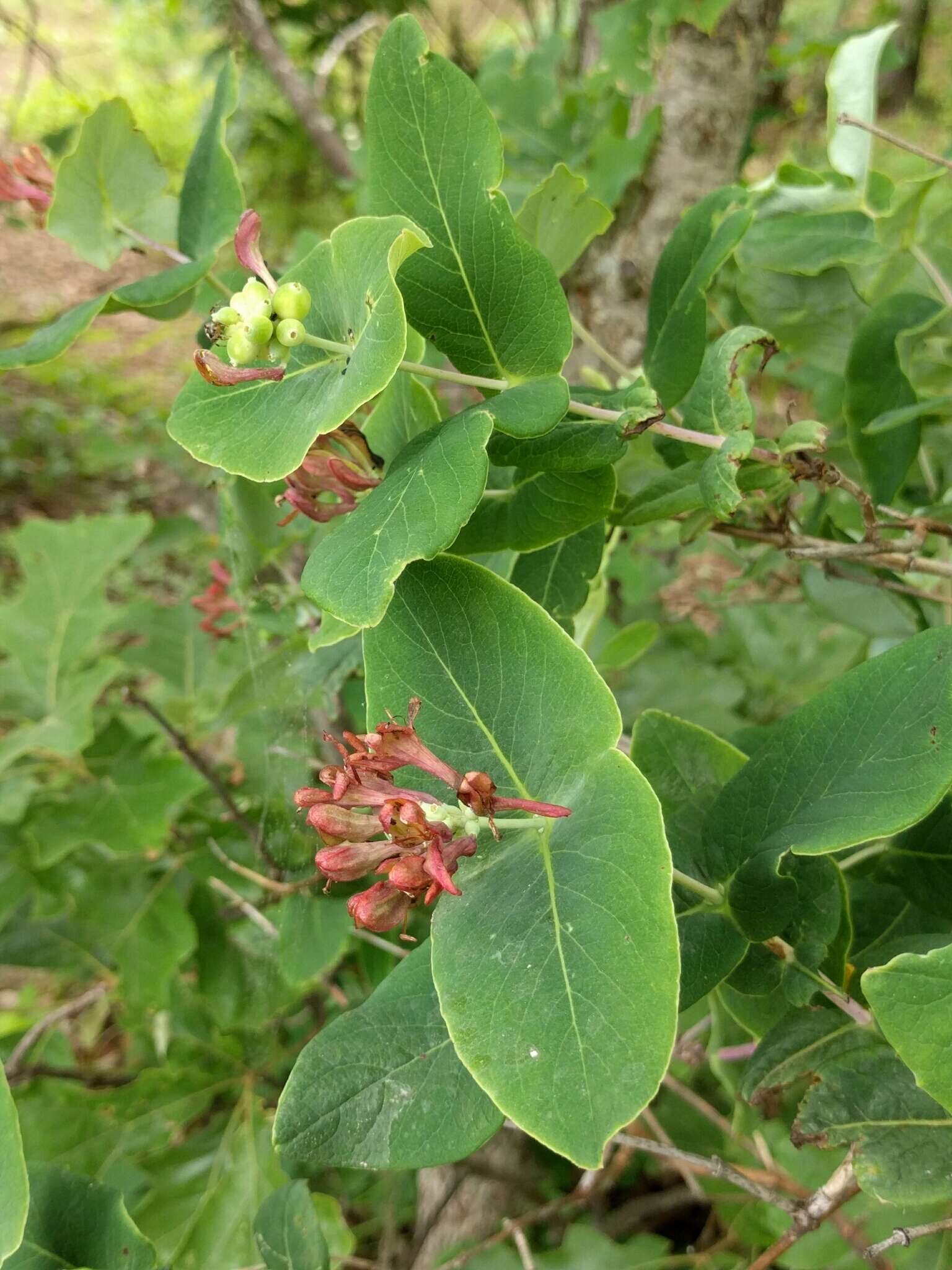 Image of limber honeysuckle