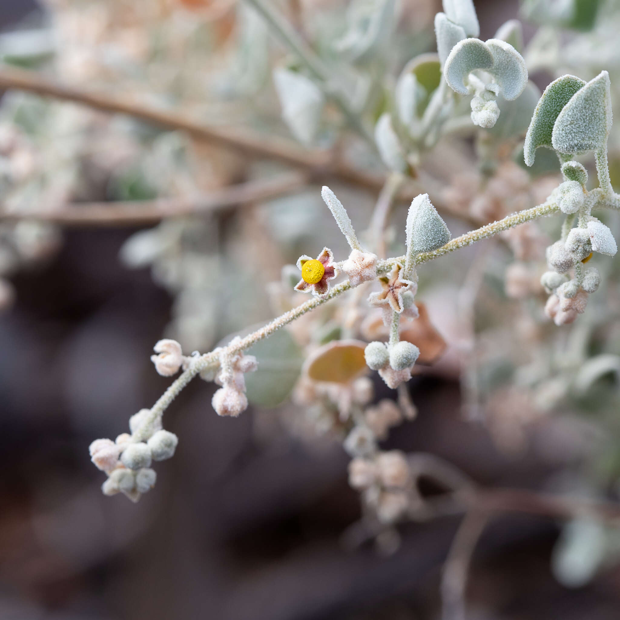 Image of Chenopodium curvispicatum P. G. Wilson