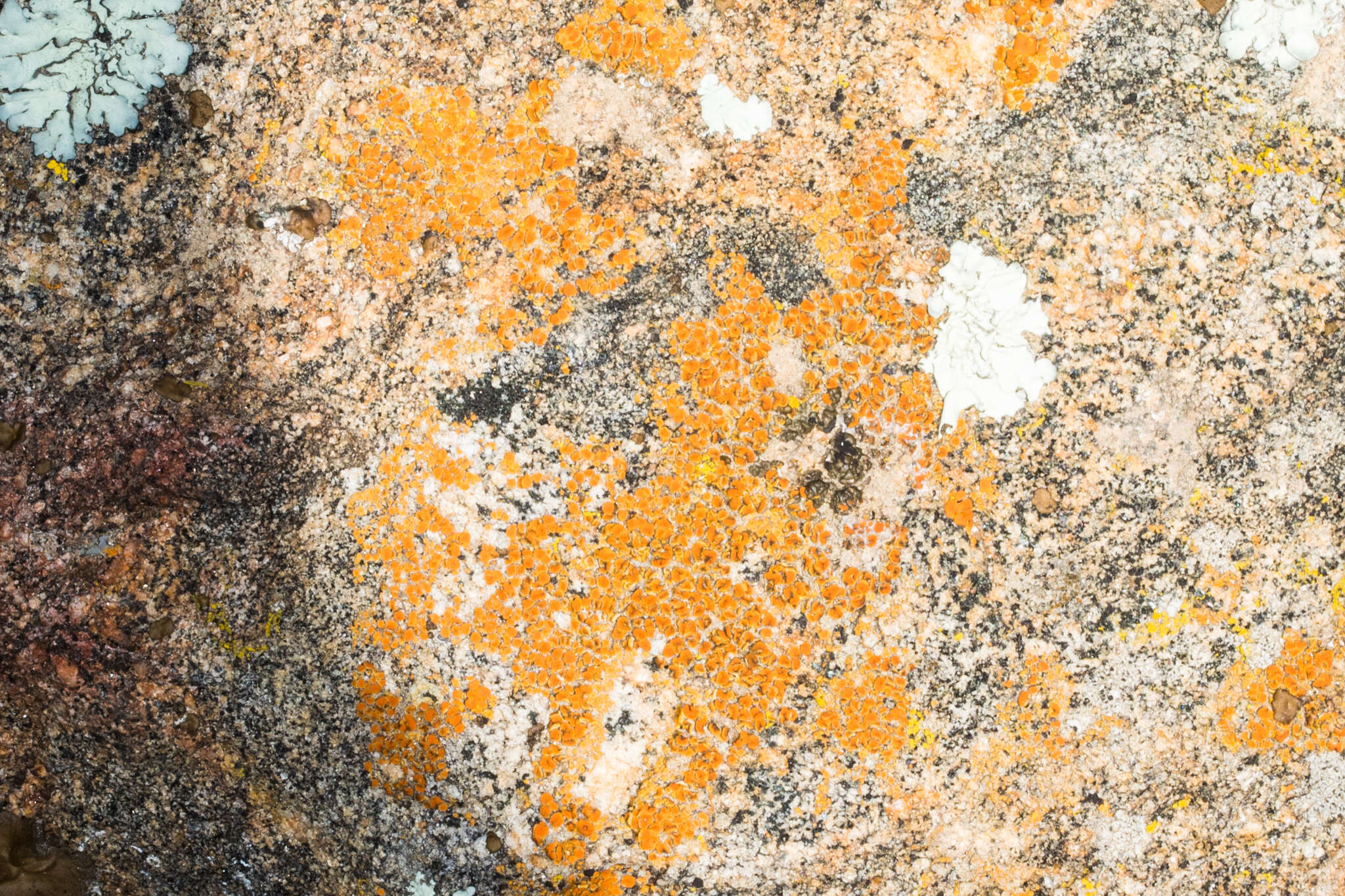 Image of orange lichen