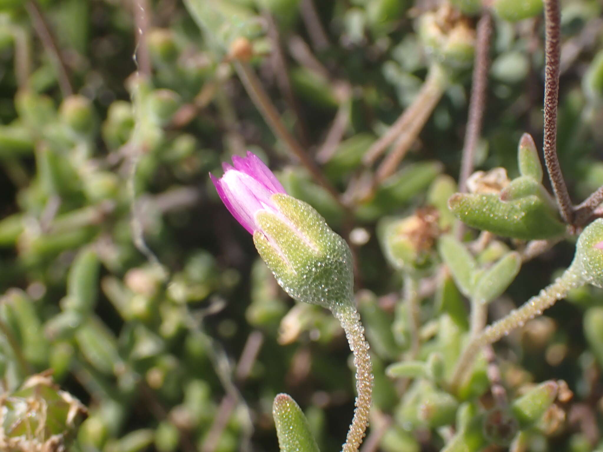 Imagem de Drosanthemum lique (N. E. Br.) Schwant.