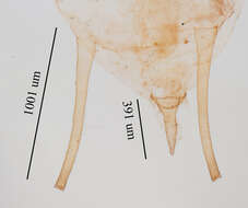 صورة Uroleucon (Lambersius) erigeronense (Thomas & C. 1878)