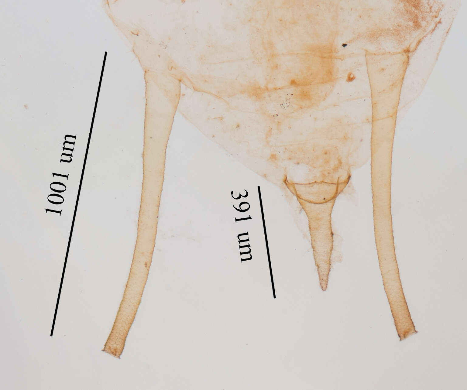 صورة Uroleucon (Lambersius) erigeronense (Thomas & C. 1878)