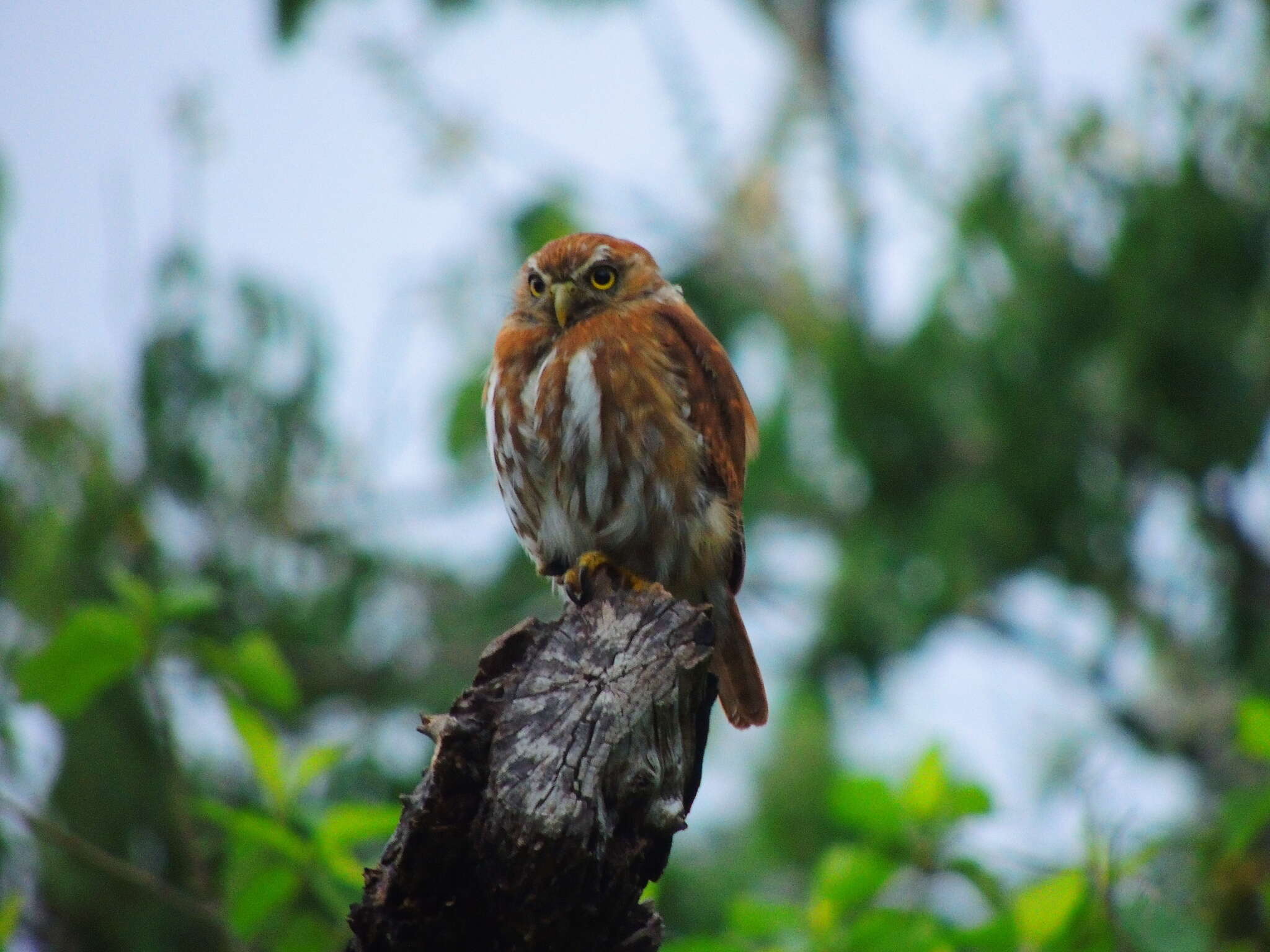 Image of Ferruginous Pygmy Owl