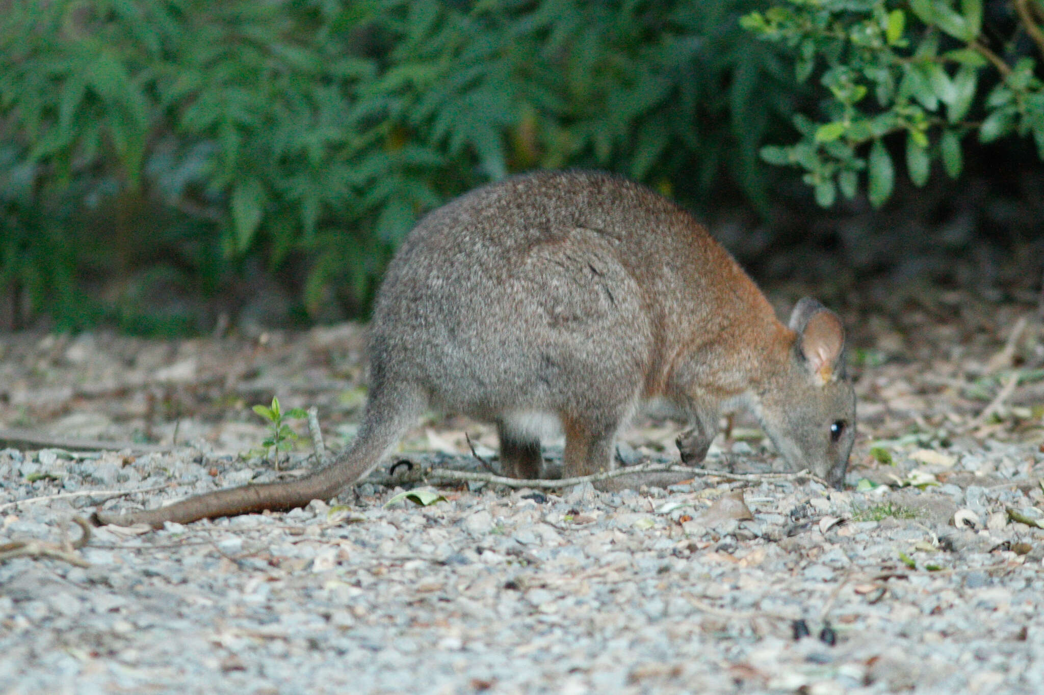 Image of Red-necked Pademelon