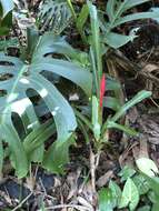 Image of Billbergia amoena (G. Lodd.) Lindl.