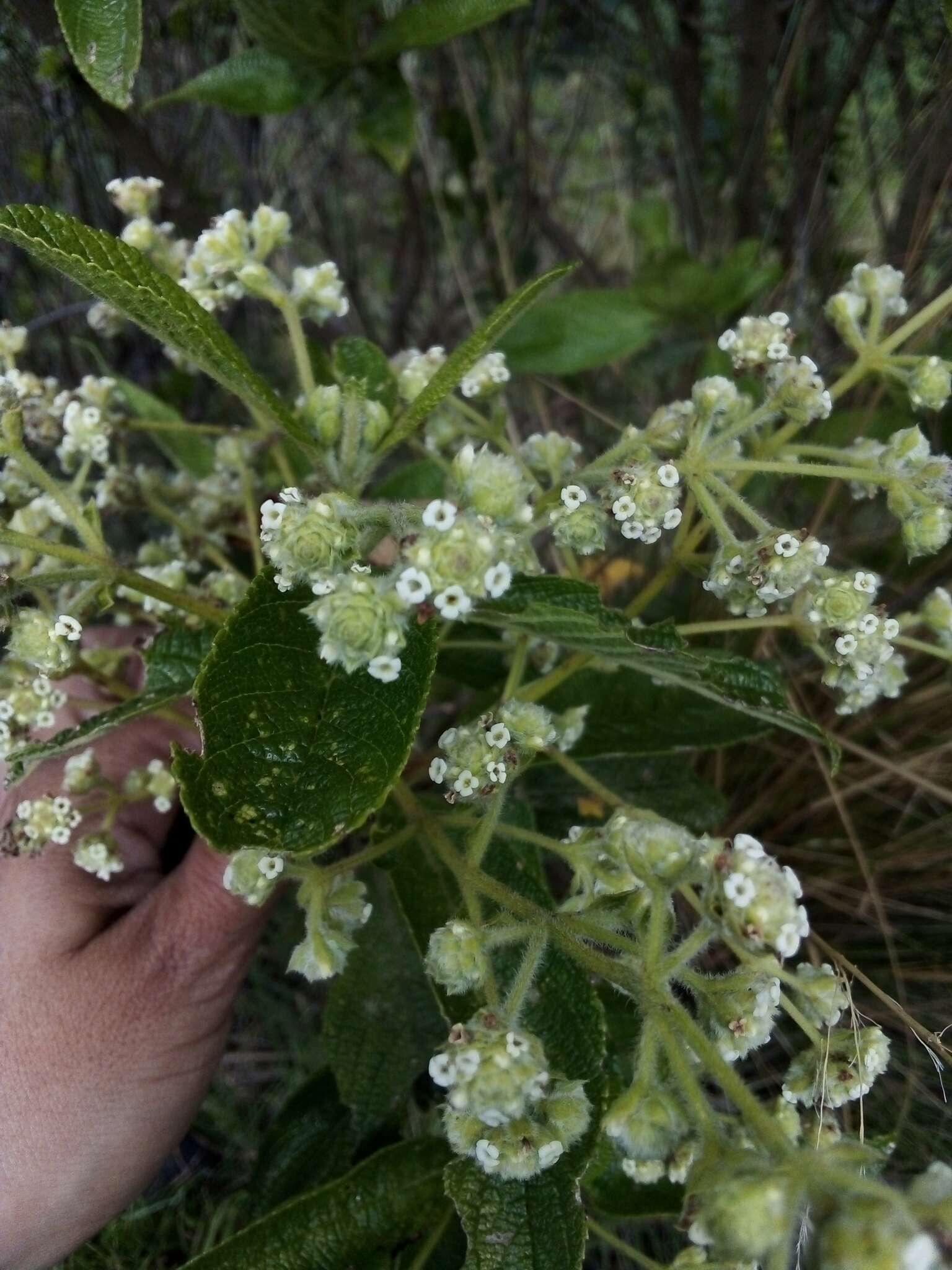 Image of Lippia hirsuta L. fil.