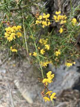 Image de <i>Daviesia <i>ulicifolia</i></i> subsp. ulicifolia