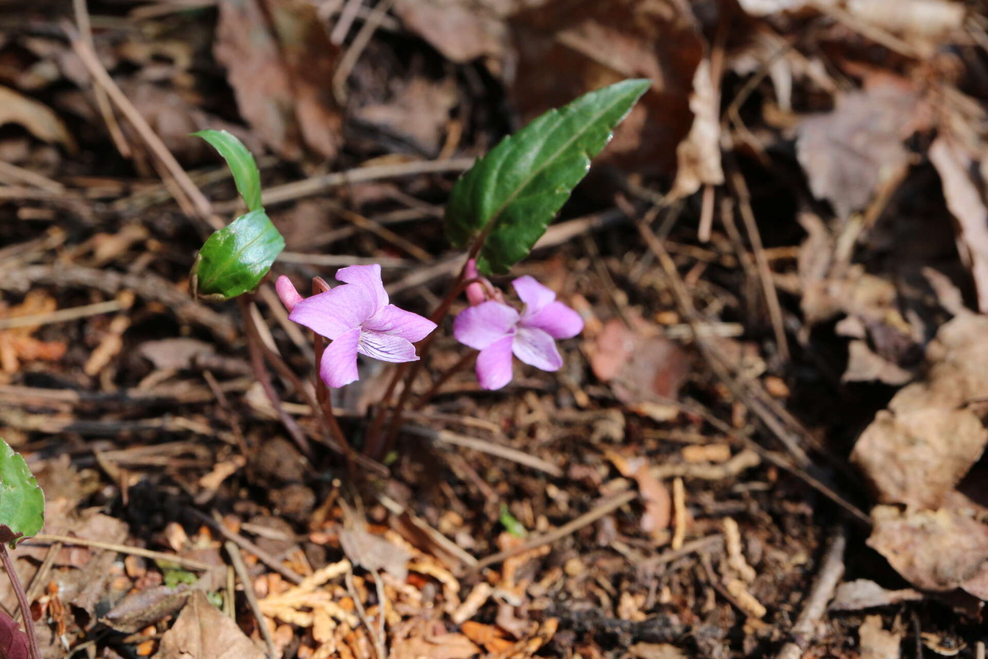 Image of Viola violacea Makino