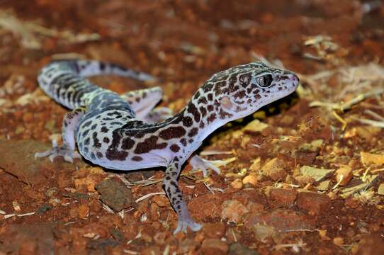 Image of Western Indian Leopard Gecko