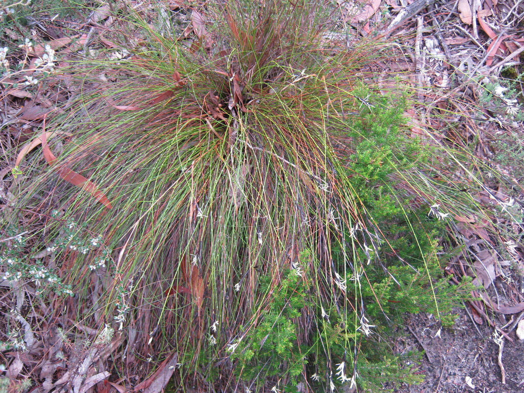 Image of Lepidosperma carphoides F. Muell. ex Benth.