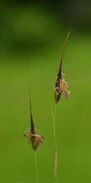 Image of Lophopogon tridentatus (Roxb.) Hack.