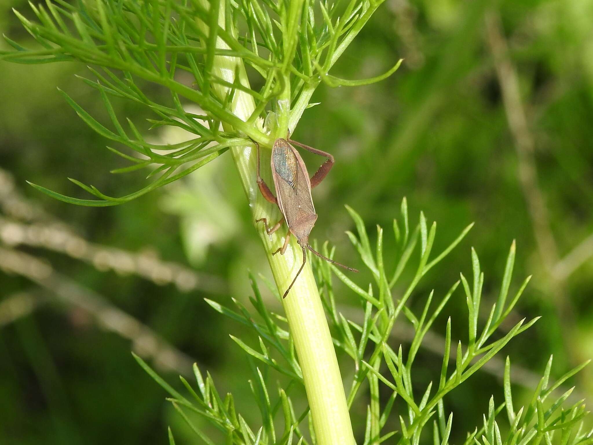 Plancia ëd Athaumastus subcarinatus (Stål 1860)