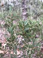 Sivun Melaleuca deanei F. Müll. kuva