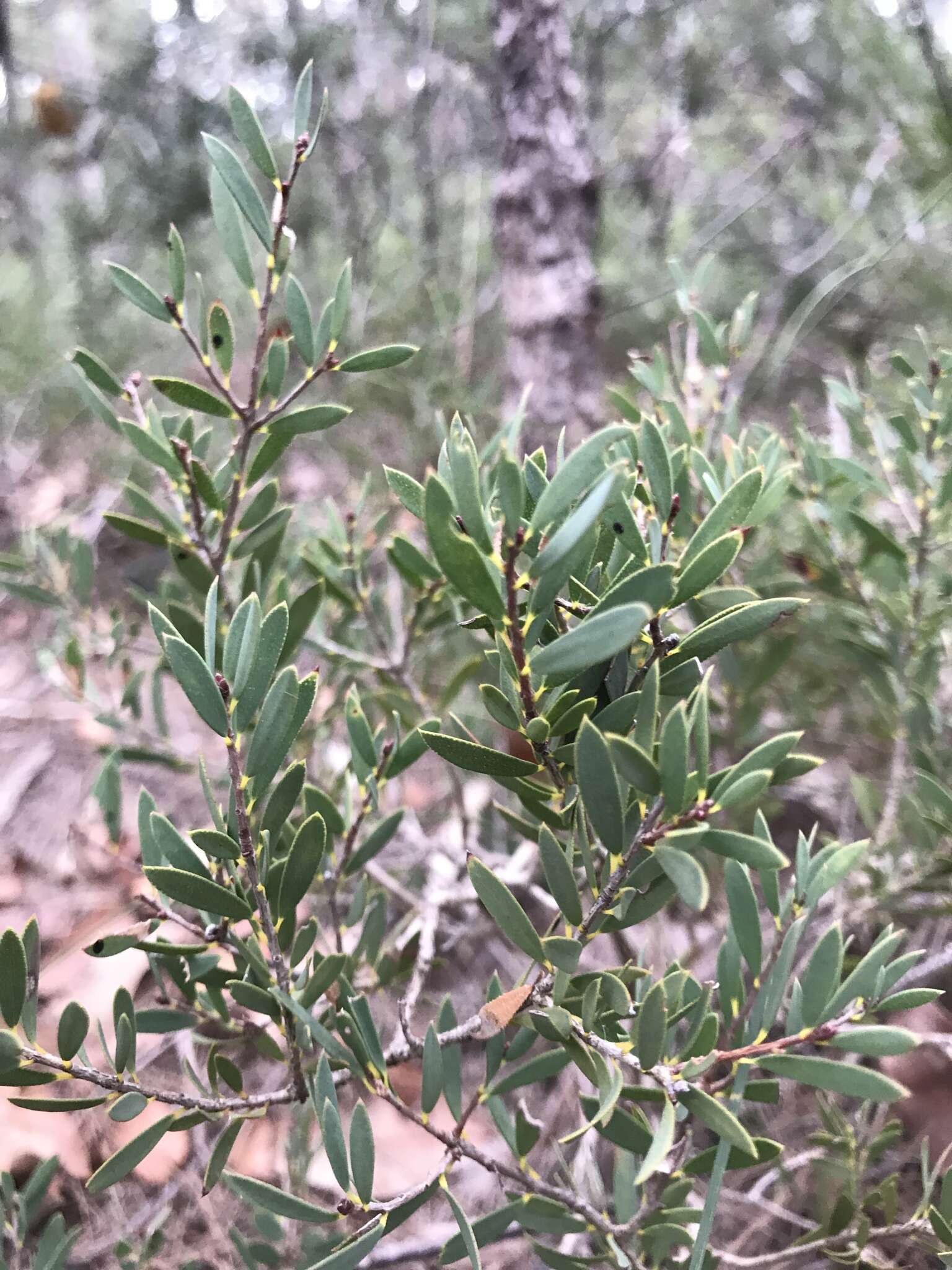 Sivun Melaleuca deanei F. Müll. kuva