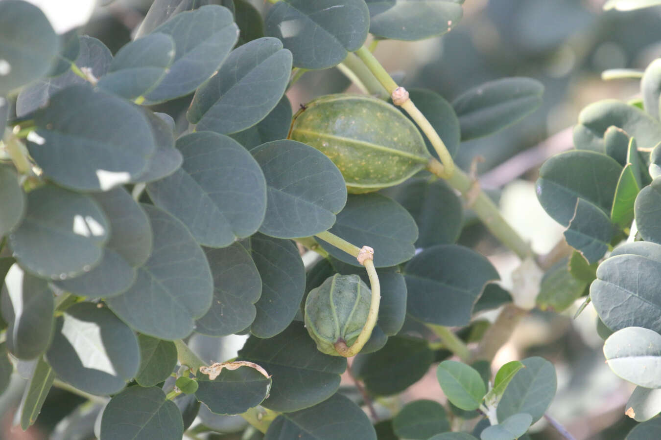 Image de Capparis nummularia DC.