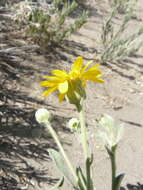 Image of Heterotheca orovillosa G. L. Nesom