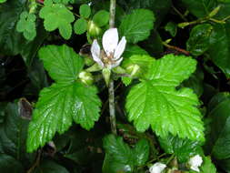 Слика од Rubus ursinus Cham. & Schltdl.