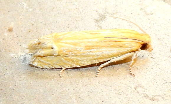 Image of <i>Eucosma grindeliana</i>