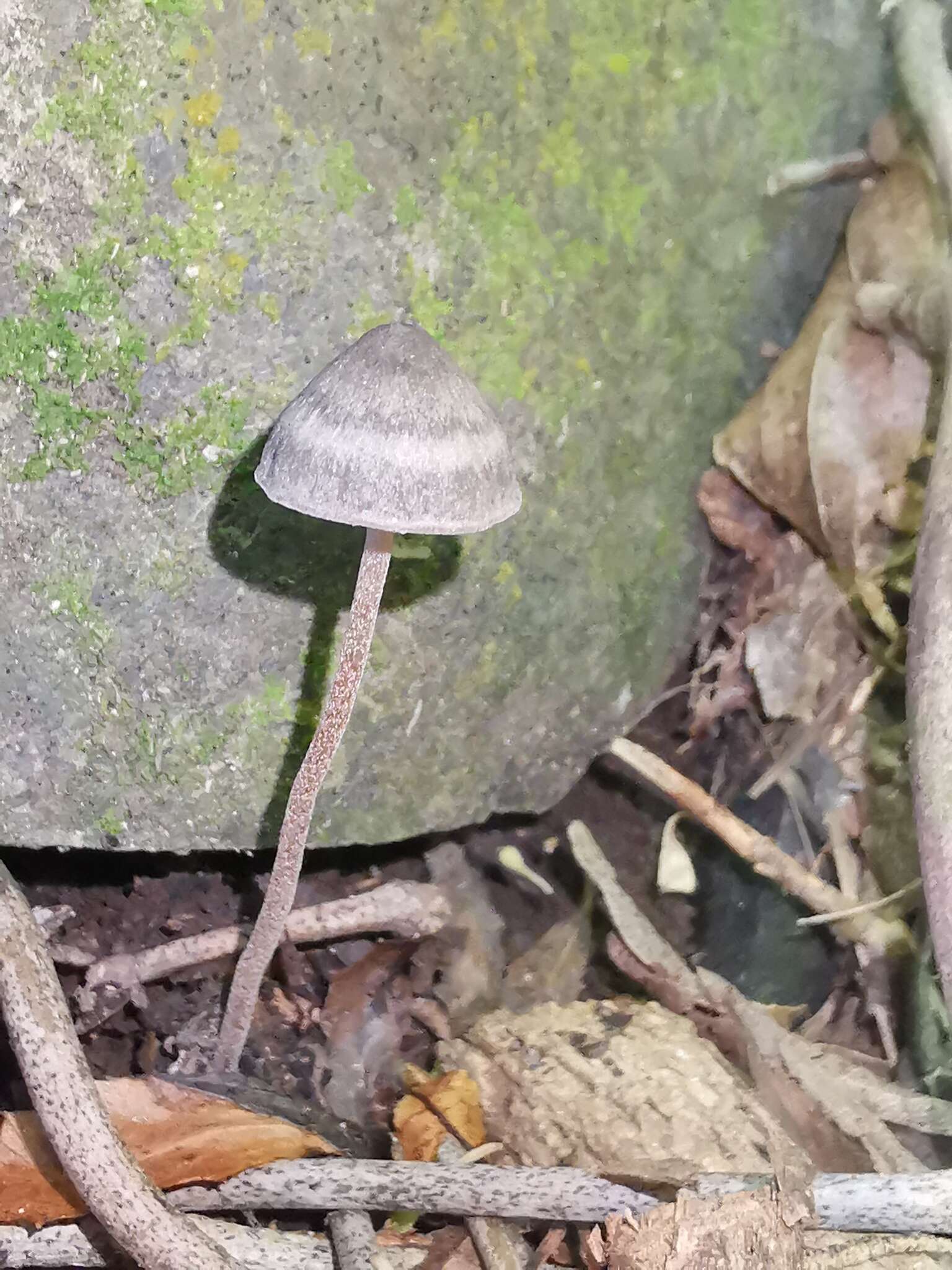 Image of Entoloma perzonatum E. Horak 1973