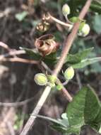 Слика од Passiflora exsudans Zucc.