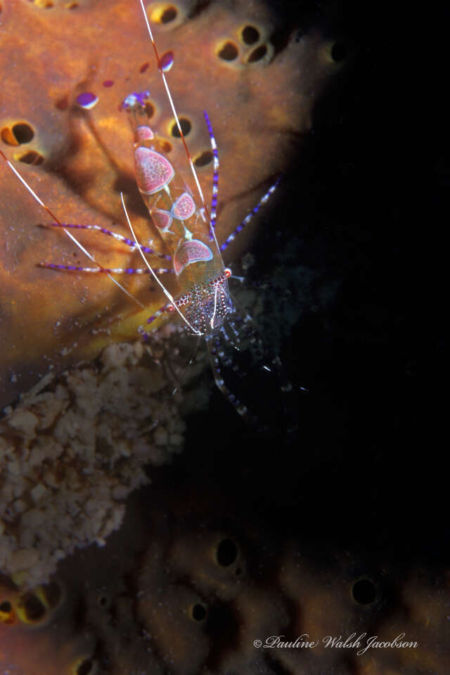Image of Spotted cleaner shrimp