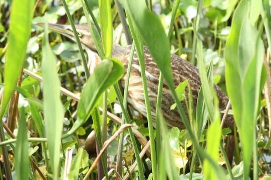 Image of American Bittern