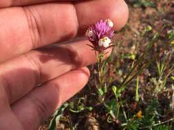 Image of denseflower Indian paintbrush