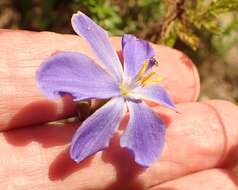 Imagem de Aristea ensifolia J. Muir