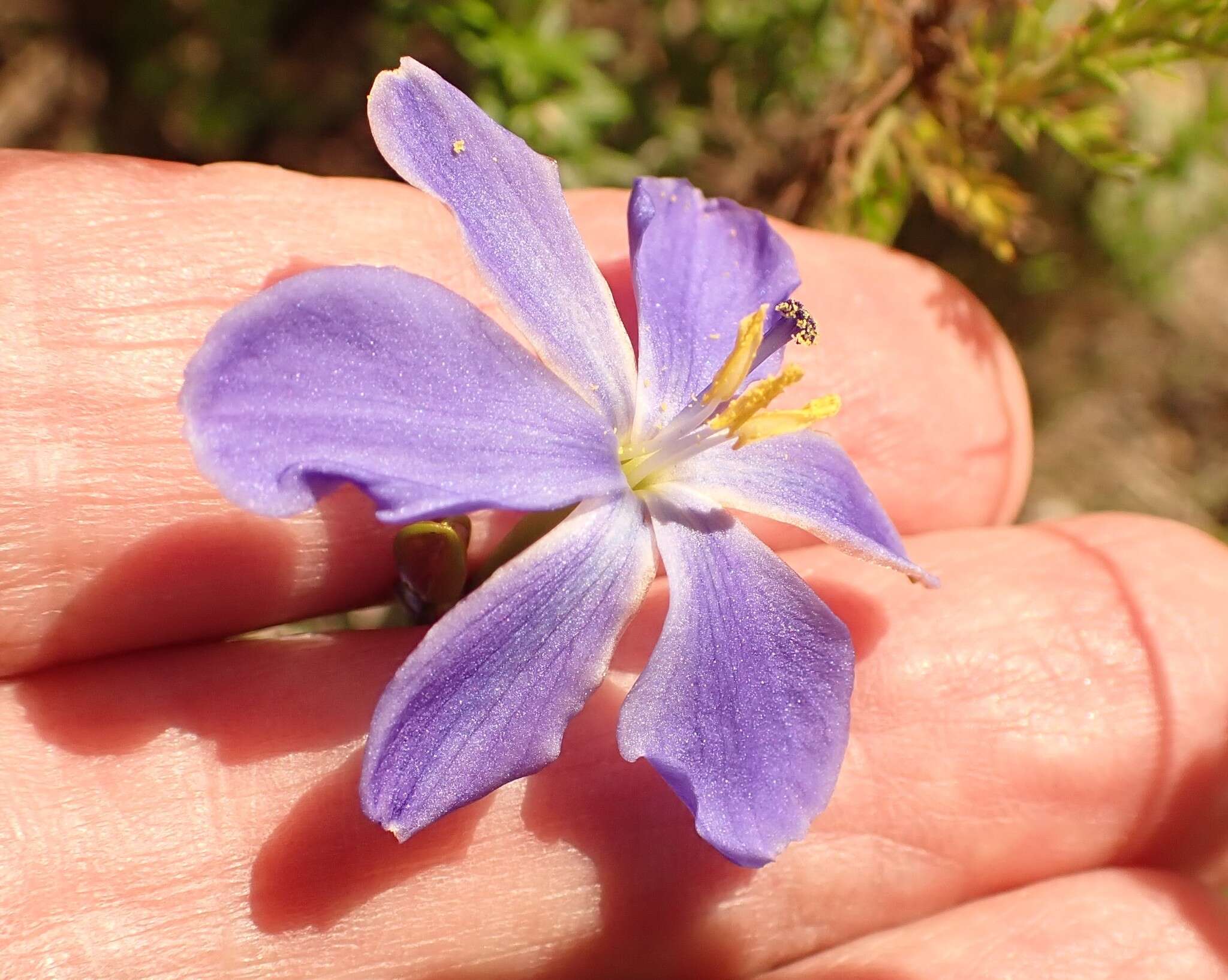 Imagem de Aristea ensifolia J. Muir