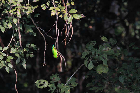 Image of Vernal Hanging Parrot