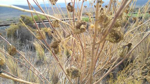 Слика од Gomphocarpus fruticosus subsp. fruticosus