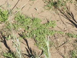 Image of cutleaf goosefoot