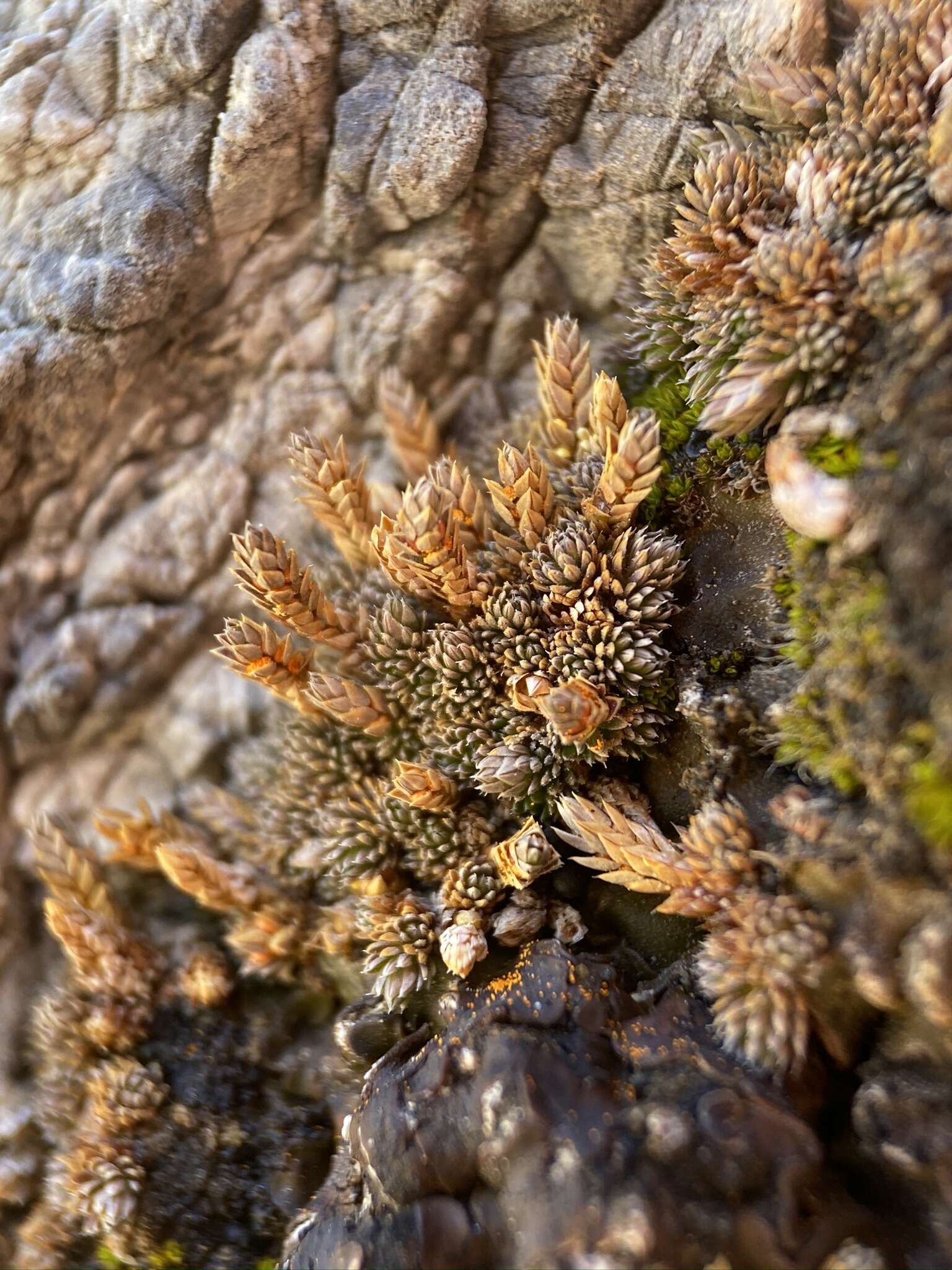 Image of Mojave spikemoss