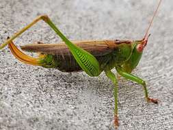 Image of Long-spurred Meadow Katydid