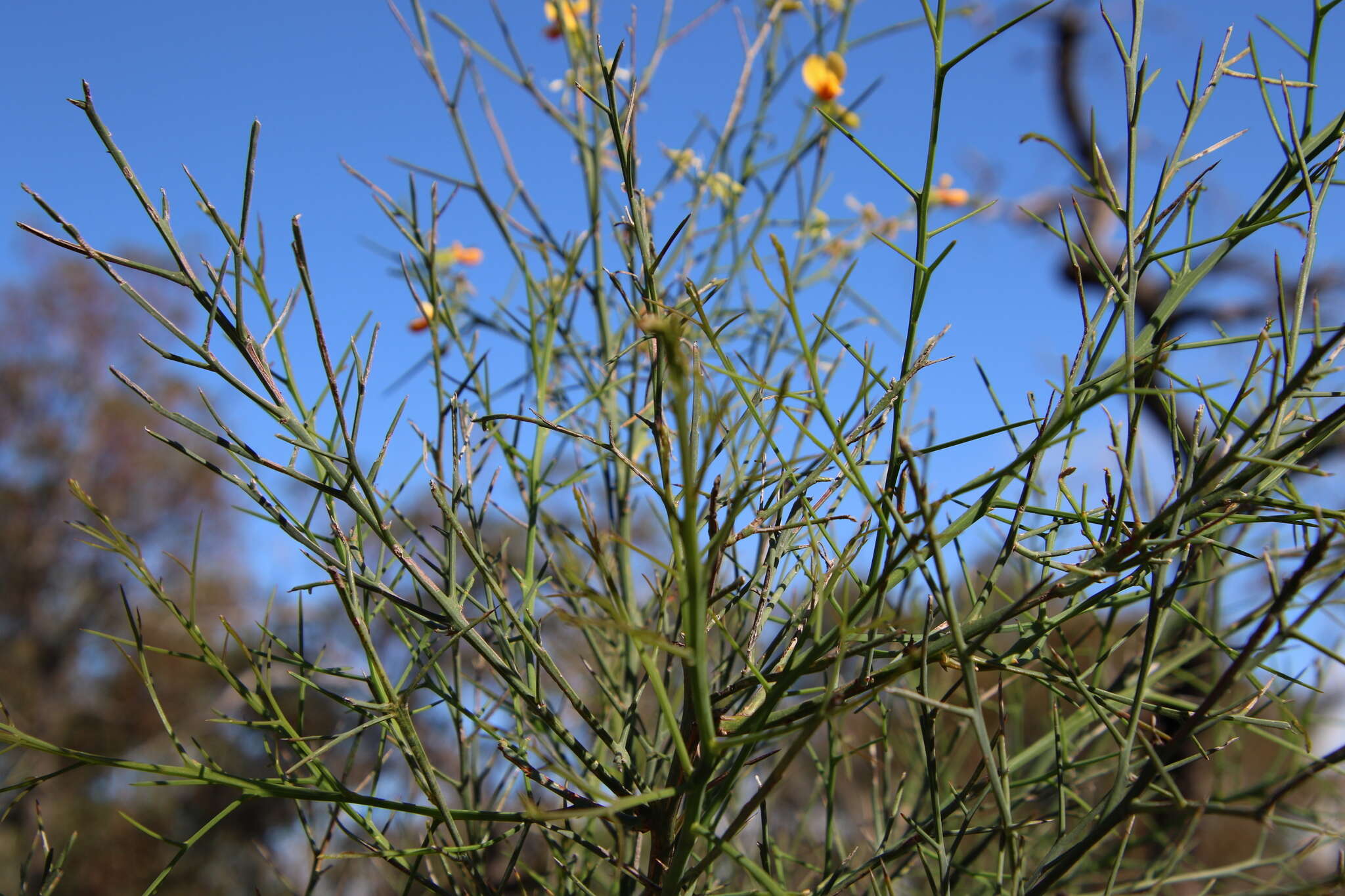 Image of Jacksonia sternbergiana Benth.