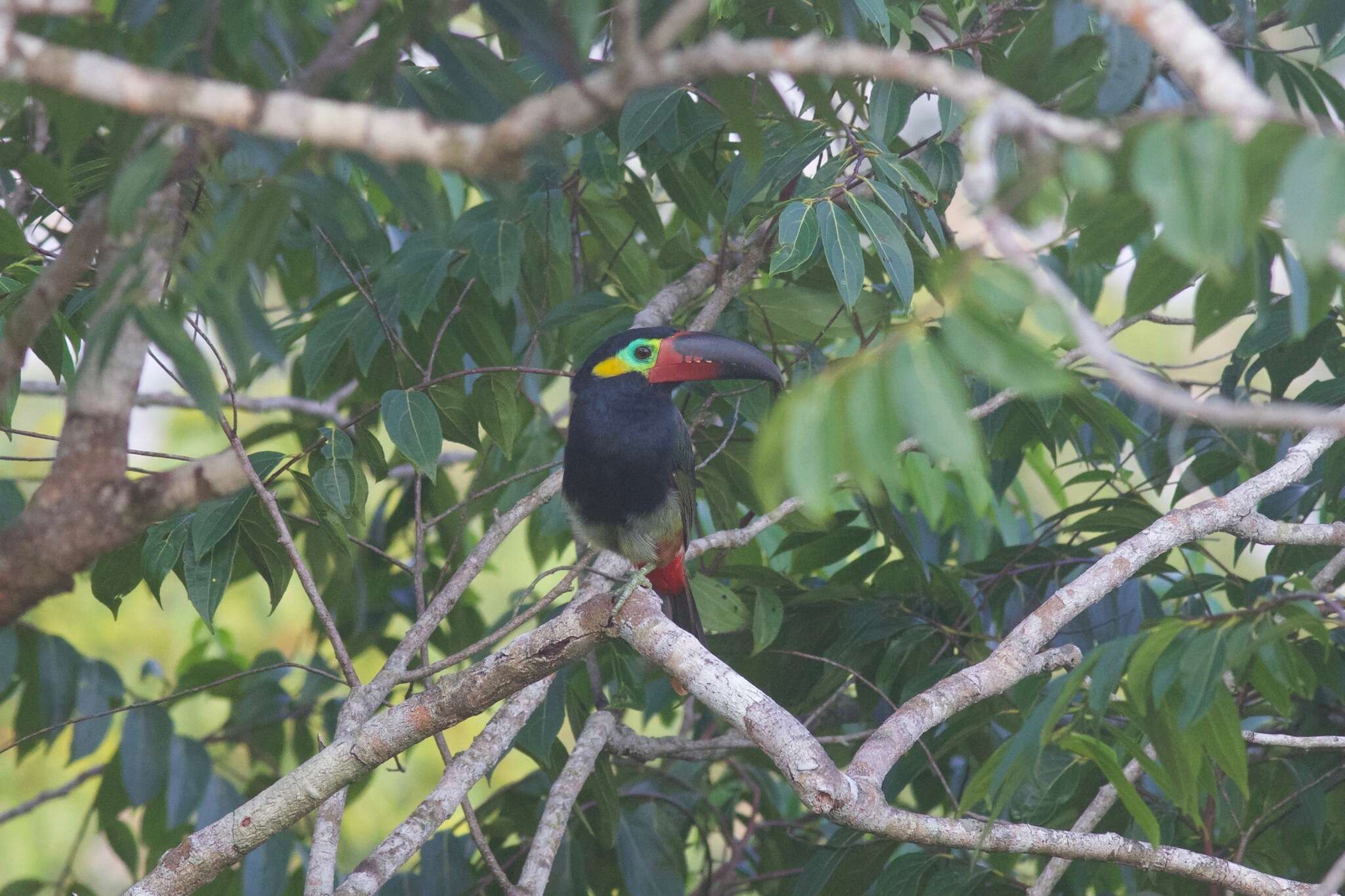 Image of Guianan Toucanet