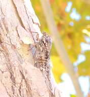 Image de Cicada mordoganensis Boulard 1979