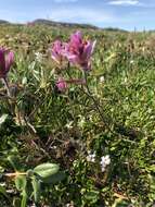 Image of Raup's Indian paintbrush