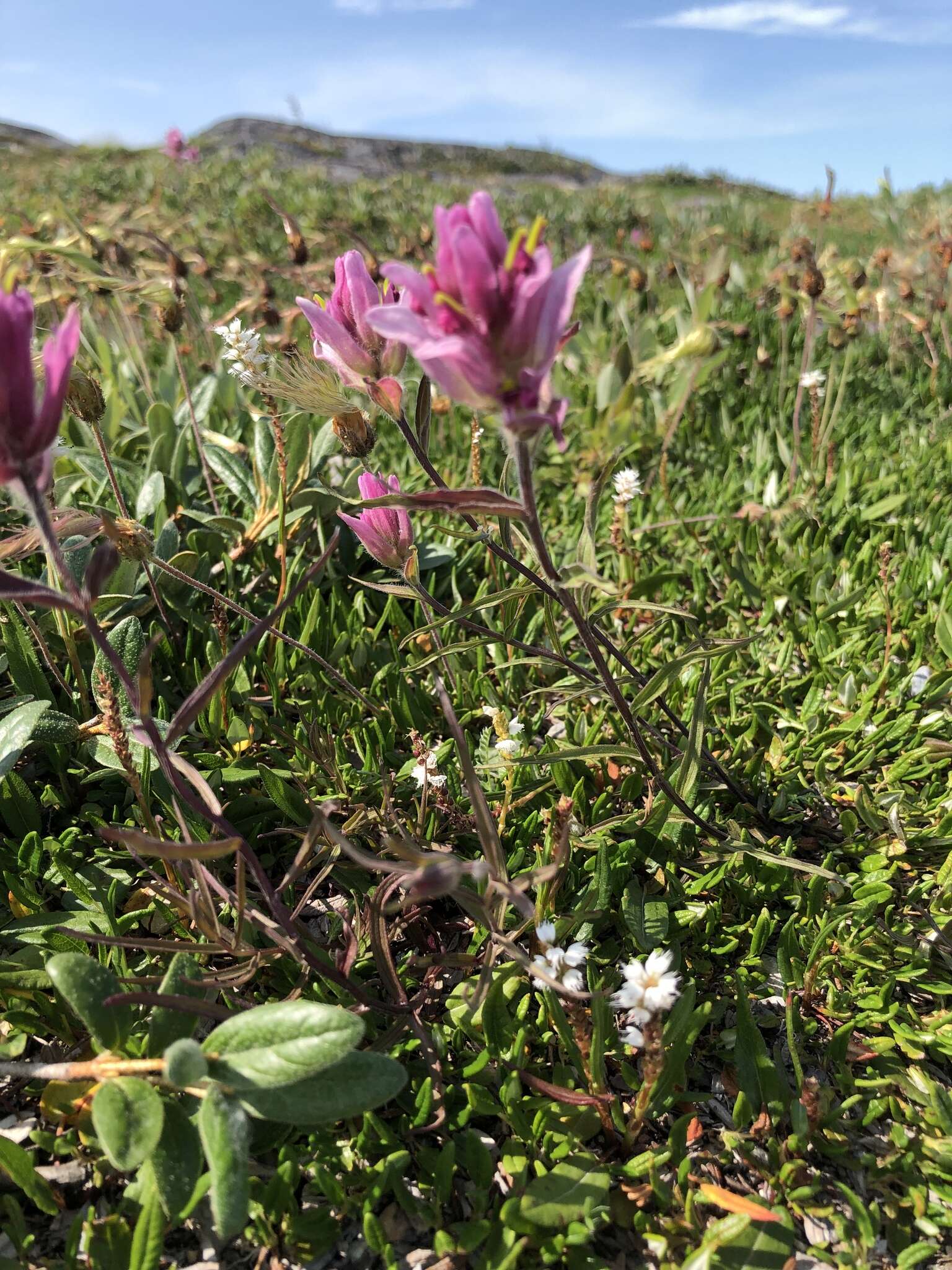 Image of Raup's Indian paintbrush