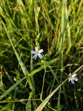 Image of common starwort