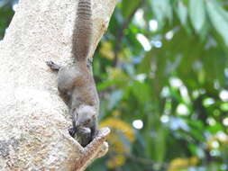 Image of Gray-bellied Squirrel