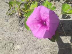 Imagem de Ipomoea asarifolia (Desr.) Roem. & Schult.