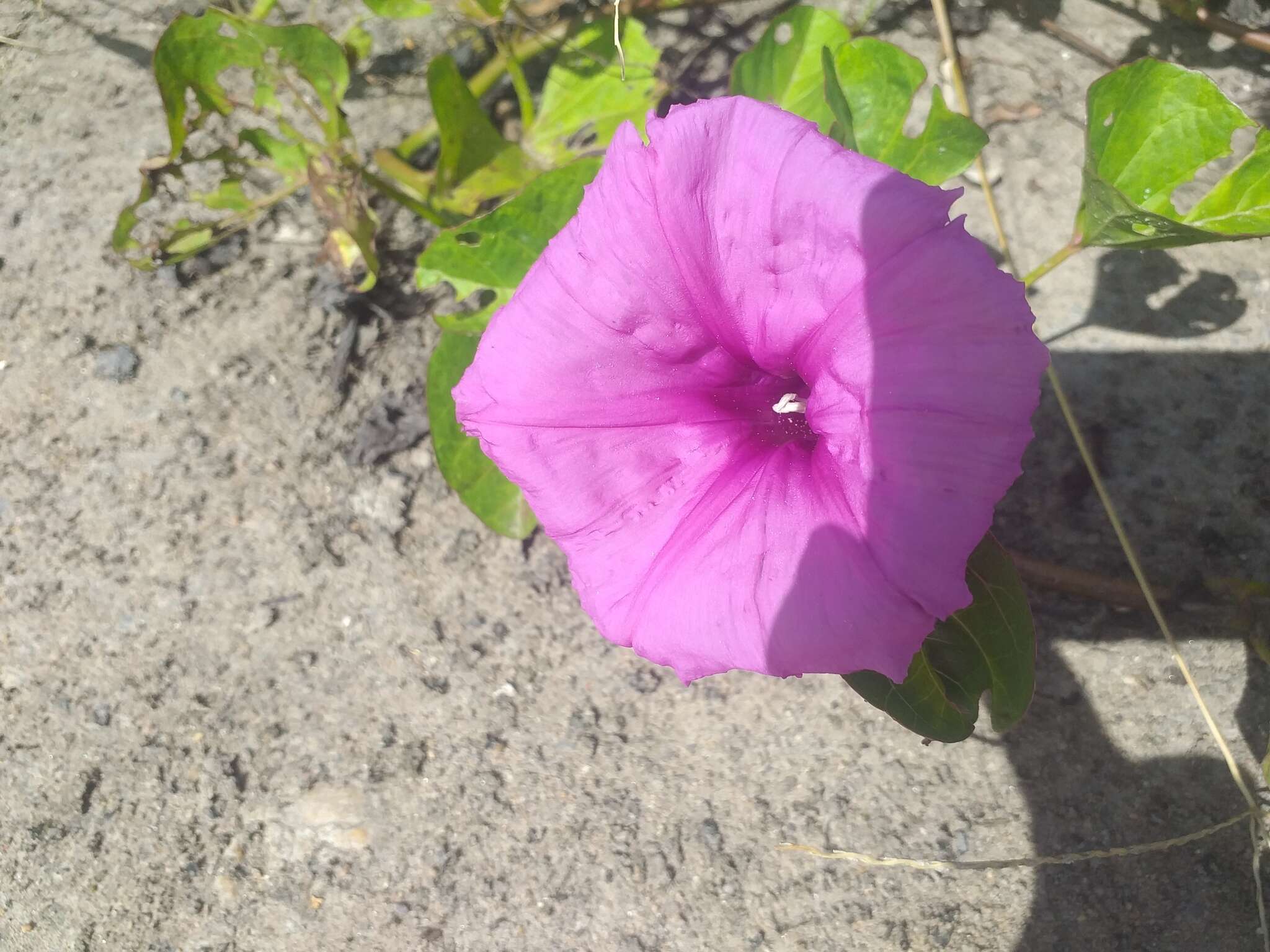 Image of ginger-leaf morning-glory