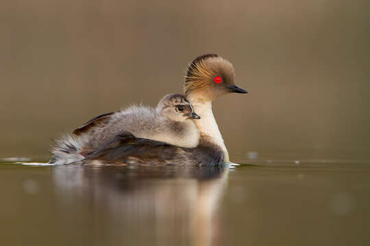 Imagem de Podiceps occipitalis Garnot 1826