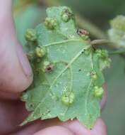 Image of grape phylloxera